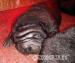 Fekete Shar-pei kiskutyák eladók! - Eladás