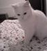 hófehér, félperzsa 2 éves nőstény cica elvihető - Eladás