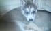 Husky kiskutyák - Eladás