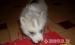 Husky kiskutyák - Eladás