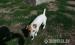 Jack Russell Terrier kutyák - Eladás