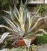 Kb.80cm-es agave kaktuszok - Eladás