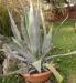 Kb.80cm-es agave kaktuszok - Eladás