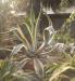 Kb.80cm-es agave kaktuszok - Eladás