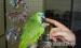 Kék homlokú Amazon papagáj - Eladás