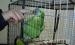 Kék homlokú Amazon papagáj - Eladás
