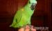 Kézzel nevelt amazonpapagájok eladók - Eladás