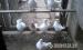 King galambok eladók - Eladás