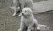 Kuvasz kan kutyakölykök eladók - Eladás