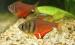 Lángvörös pontylazac (Hyphessobrycon flammeus) - Eladás