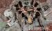 Madárpók - Brachypelma albopilosum kezdő póktartók - Eladás