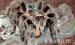 Madárpók - Brachypelma albopilosum kezdő póktartók - Eladás