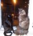 Maine coon keverék kiscicák - Eladás