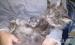 Maine coon keverék kiscicák - Eladás