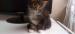 Maine Coon Kiscicák - Eladás