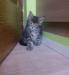 Maine Coon Kiscicák - Eladás