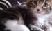 Maine Coon Kiscicák - Eladás