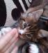 Maine Coon Kiscicák - Eladás