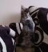 Maine Coon Kiscicák - Eladás