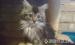 Maine Coon - Eladás