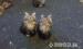 Maine Coon - Eladás