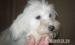 Máltai kan kiskutya eladó - Eladás