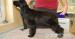 Minőségi Angol Cocker spaniel - Eladás