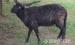 Racka - Eladás