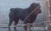 Rottweiler kan 1 éves eladó!!! - Eladás
