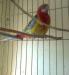 Rozella papagáj - Eladás
