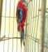 Rozella papagáj - Eladás