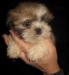 shihtzu kiskutyák - Eladás