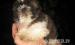 shihtzu kiskutyák - Eladás