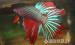 Sziámi harcoshal(Betta Splendens)növendék hím - Eladás