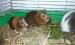 Tengerimalacok - Eladás