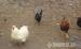 Törpe cochin kakas eladó - cserélhető - Eladás
