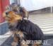 Yorkshire Terrier kan kiskutyák - Eladás