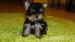 Yorkshire Terrier - Eladás